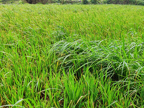 Vitha and Chitalvedhe paddy cultivation increased in Akole taluka