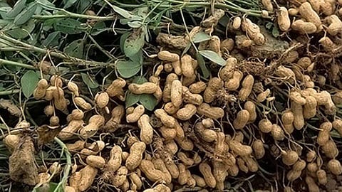 Groundnut pod 