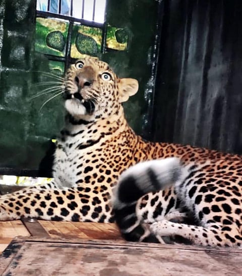 Leopard infestation in Shrirampur taluka