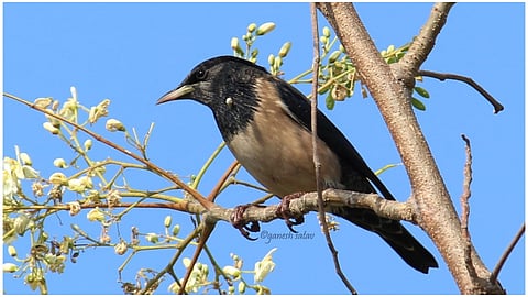 Bird