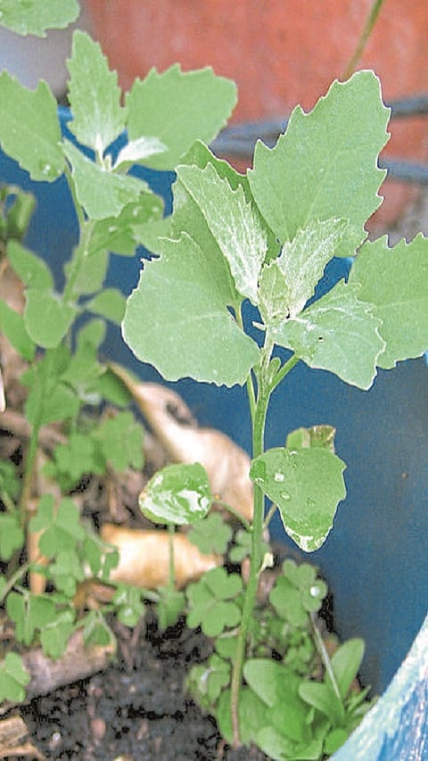 Annapaanvidhi Shakvarga