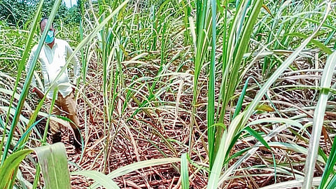 Loss Of Lakhs Of Rupees To Farmers In Chandgad Taluka Kolhapur Marathi News