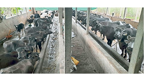 झपाटे यांचा जनावरांचा गोठा