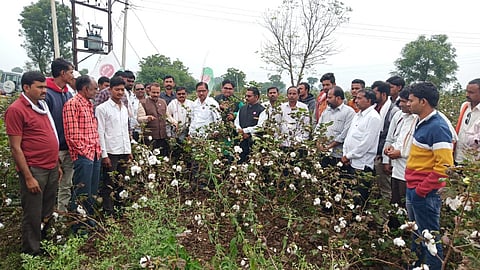 Cotton farm.jpeg