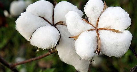 Cotton production 