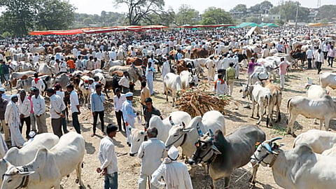 जनावरे बाजार बंदमुळे 2 कोटींचा फटका 