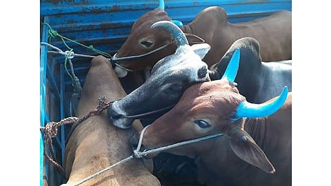 Cows