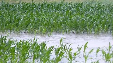 Crop Damage