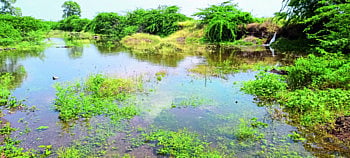 अमरावती धरणाच्या कालव्यांच्या दुरवस्थामूळे वाहू लागले पाणी सैरावैरा 