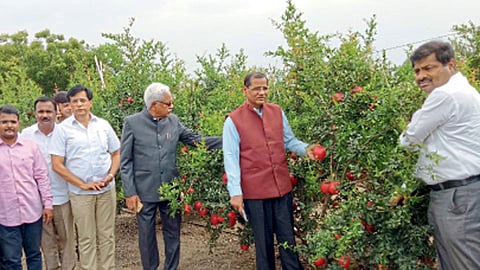 काटेवाडी, जि. पुणे - येथील प्रतापराव काटे यांच्या या डाळिंबाच्या बागेची पाहणी करताना (उजवीकडून) जिल्हा अधीक्षक कृषी अधिकारी सुभाष काटकर, अटारीचे संचालक डॉ. लाखन सिंग, डॉ. एन. पी. सिंग, राजेंद्र पवार, प्रतापराव काटे, अजिंक्य काटे, प्रमोद काटे, तालुका कृषी 