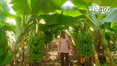 Dayasagar Dadge, a farmer from Patoda Budruk, has planted bananas in two acres.jpg