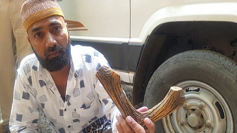 मुंबईत तस्करीसाठी आणलेली हरणाची शिंगे जप्त, कुर्ल्यातून आरोपी अटकेत