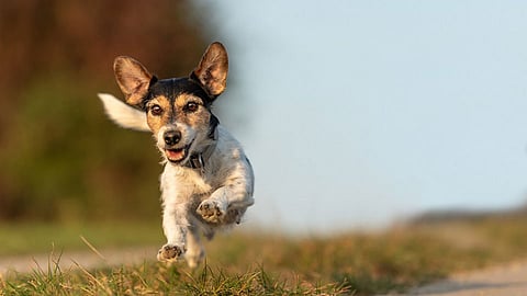 Dog