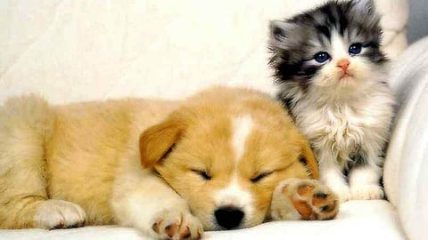 Dog five times Loving then cat 