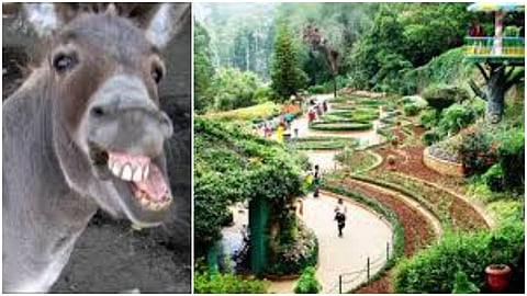 Donkey