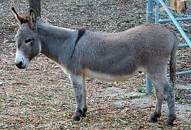 गाढवांच्या पाठीवर पाण्याचे ओझे