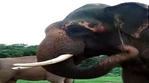 Elephant