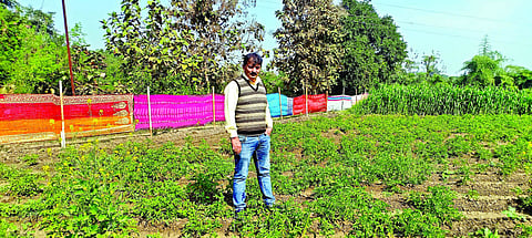 By Pramod Phulkar Potato farming flourished through planning and hard work Farmers news