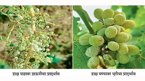 Grapes