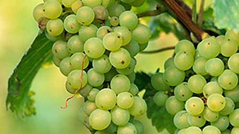 Grapes