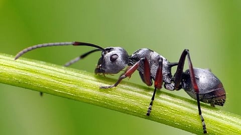 Ants are the smartest insect in the world 