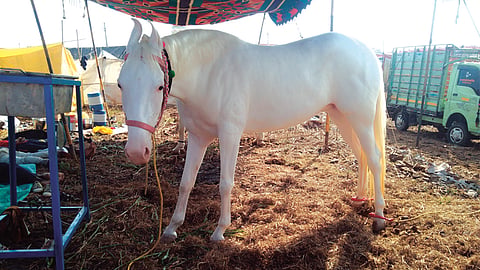 Hors