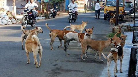 अबब! कुत्र्यांच्या नसबंदीसाठी 1 कोटीचा खर्च 