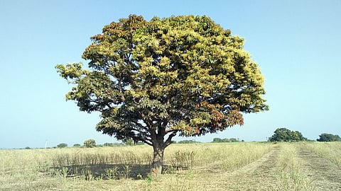 Parbhani