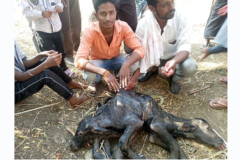 फोटो