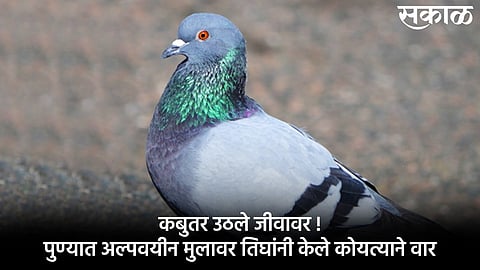 In Pune three persons attacked a minor boy for pigeon