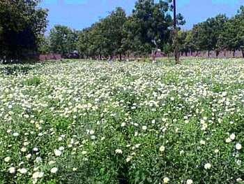 rose farm