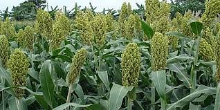 Sorghum has been sown in Amarpur taluka