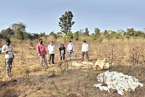 hundreds of dead hens found in kalmeshwar of nagpur  
