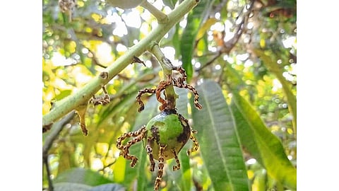 Army Worm Attack on Mango Flowering Ratnagiri Marathi News