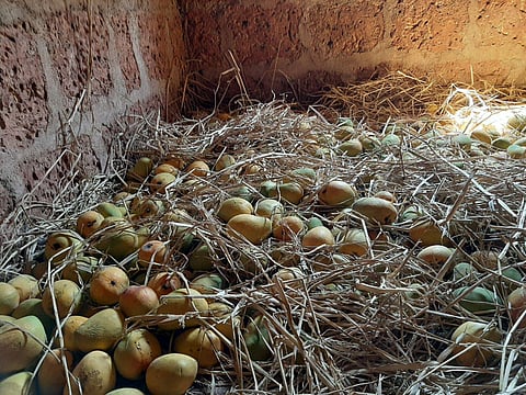 coronavirus impact mango sindhudurg district