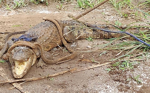 crocodile well ankalkhop sangli district