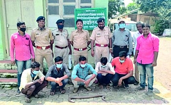 वढोदा वनक्षेत्रातून पाच मांडूळ तस्कर गजाआड !