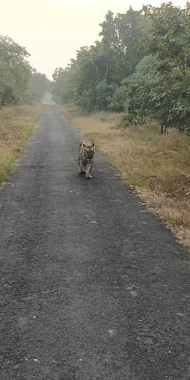 चिकना : धरमखिंडी परिसरातील रस्त्यावरून जाणारा वाघ. 