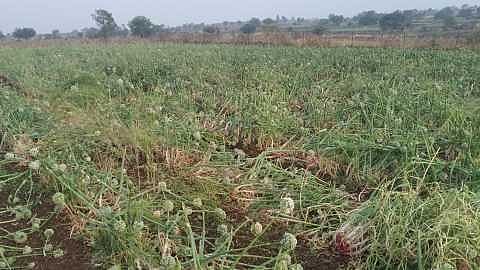 Farmers start work in Diwali in Nagar district