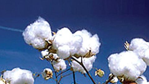  cotton farming