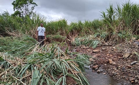 Kettur Sugarcane
