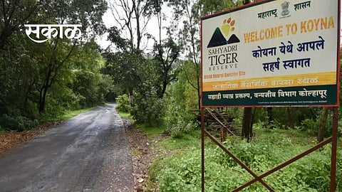 चुलीवरचे जेवण! 'सह्याद्री'त आंदाेलनाचा इशारा