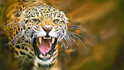 LEOPARD.