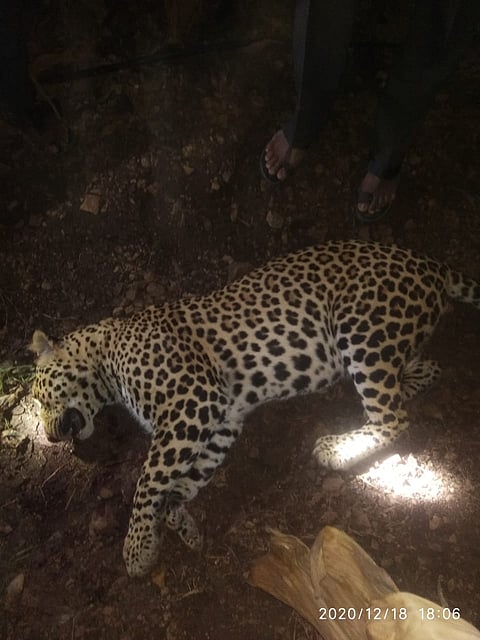 Leopard