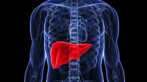Liver
