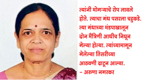 मोगऱ्याचे रोप