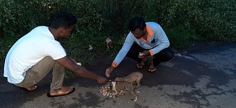 Malegaon puppy