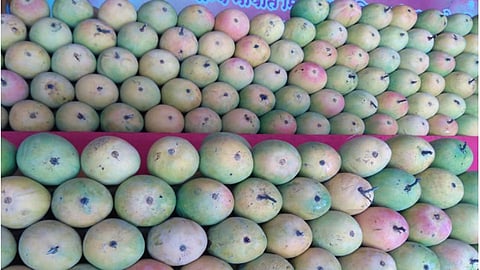 Mango