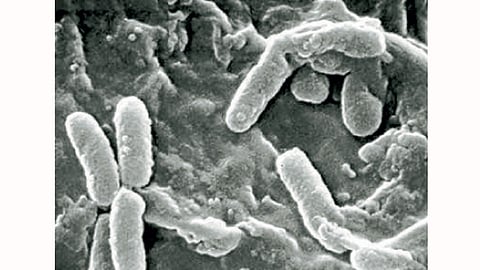 Microorganisms