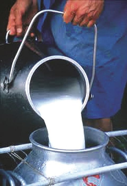 Milk
